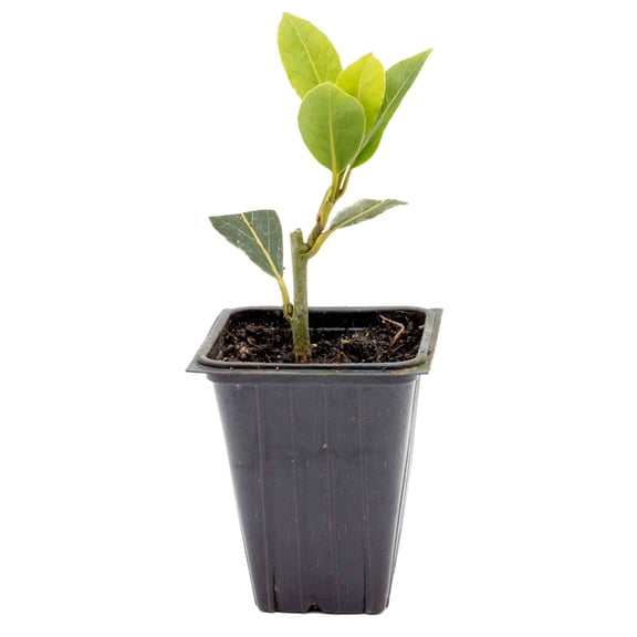 1 Bay Laurel (Laurus nobilis) – Aromatic Edible Evergreen Tree or Shrub for Hedges & Culinary Use | 3.5” Nursery Cubes, Live Starter Plants