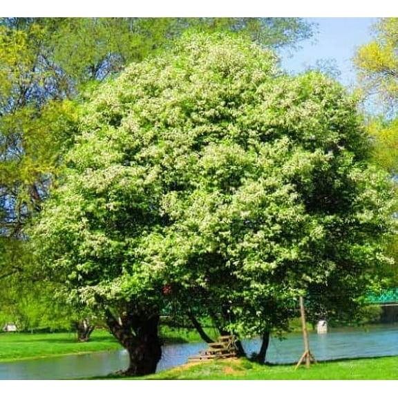 1 Black Cherry Tree Seedling to Plant