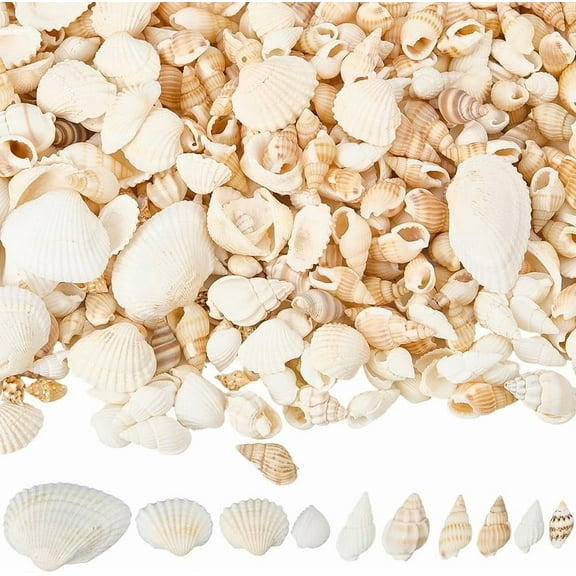 1 Box 480Pcs Spiral Seashell Bulk Small Mixed Sea Shells Natural Tiny Miniature Variety Ocean Beach Party Wedding No Hole Conch Shell for Crafts Fish Candle Vase Filler Home Decoration