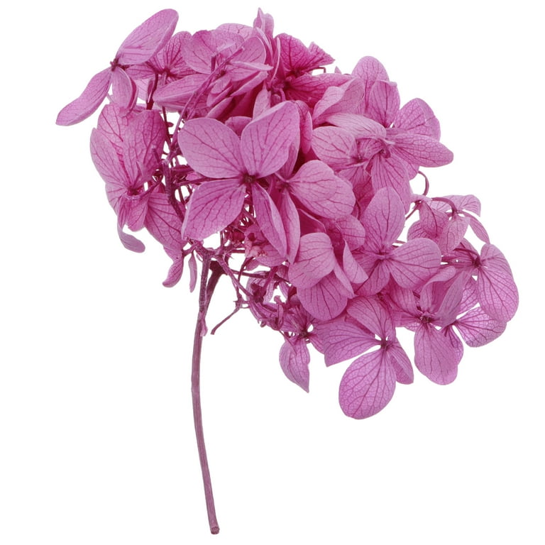 1 Box Natural Dried Hydrangea Flowers Immortal Flowers DIY Craft Accessories