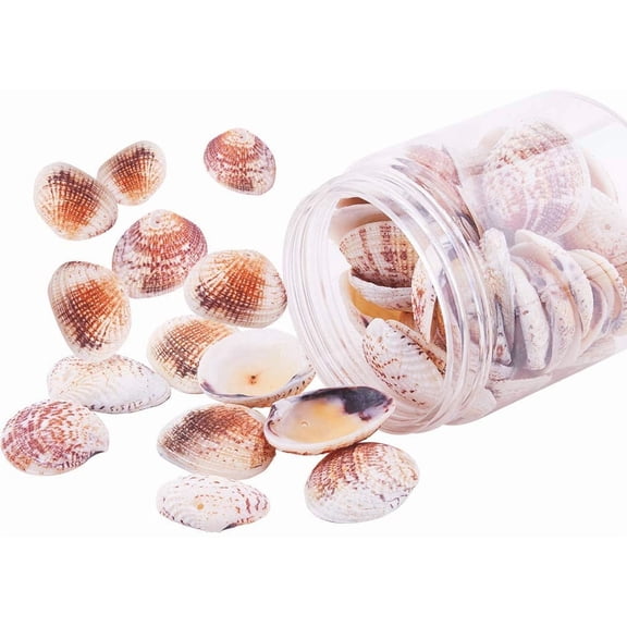 1 Box Scallop Seashells Clam Shell Dyed Beads with Holes for Craft Making 40-50pcs