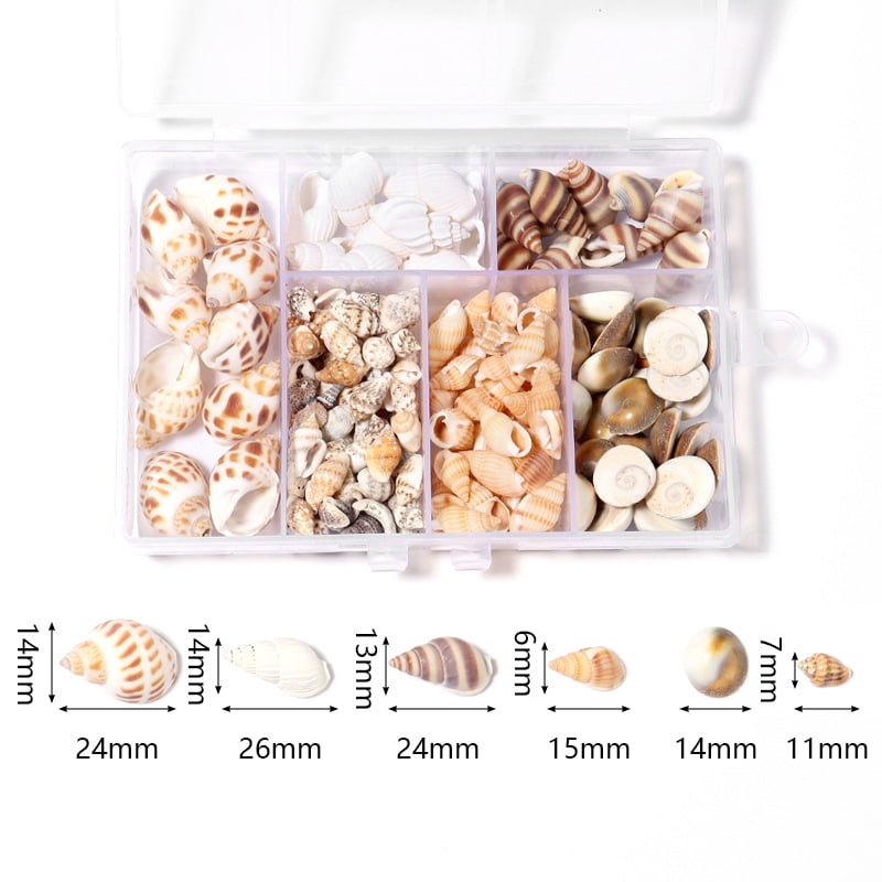 1 Box of Small Shells Conch Natural Tiny Ocean Seashells for DIY