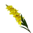 thumbnail image 1 of 1 Branch Simulation Flower No Watering Easy to Maintain Artificial Fake Poisonweed Faux Silk Flower Decoration Home Decor-Yellow, 1 of 4