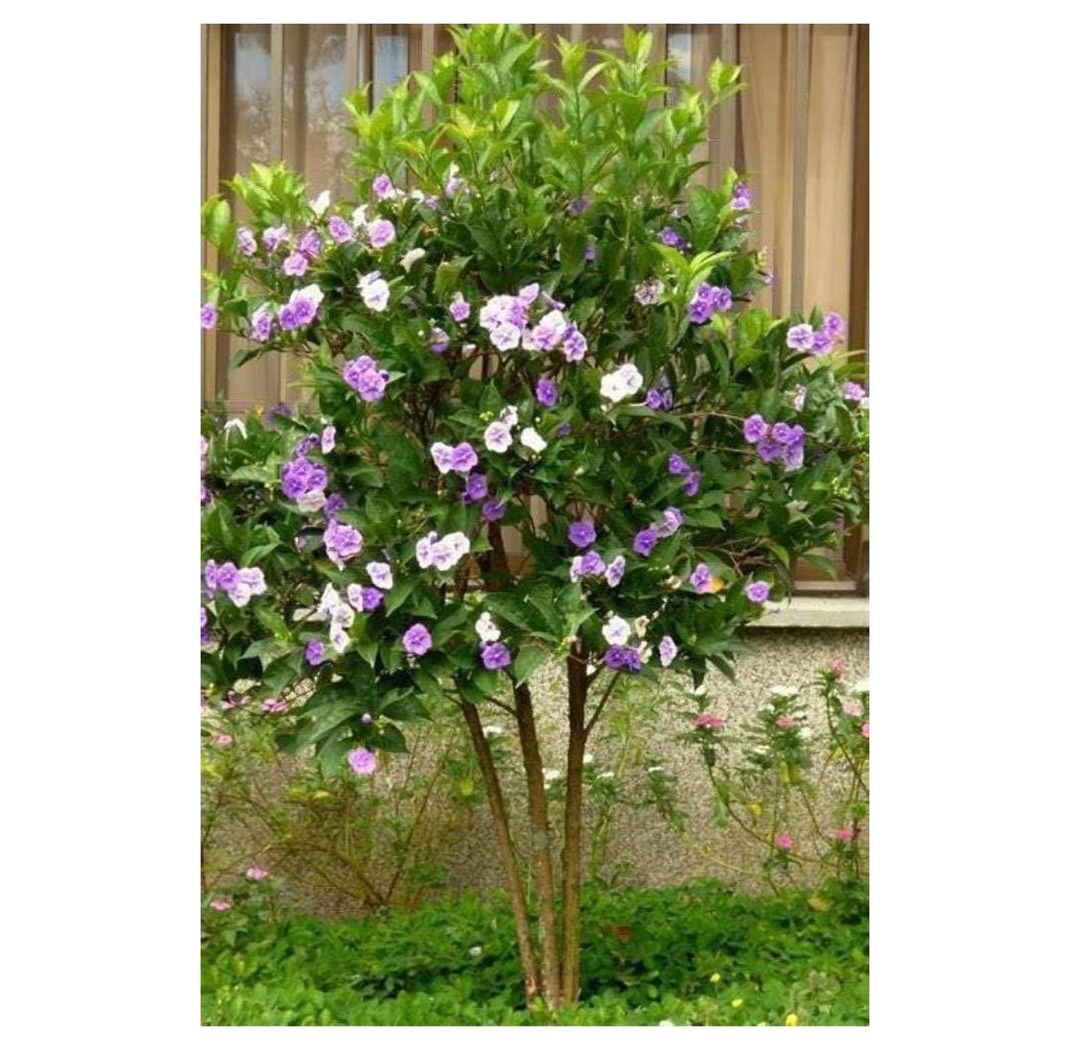 1 Brunfelsia floribunda 8" Tall Live Plant