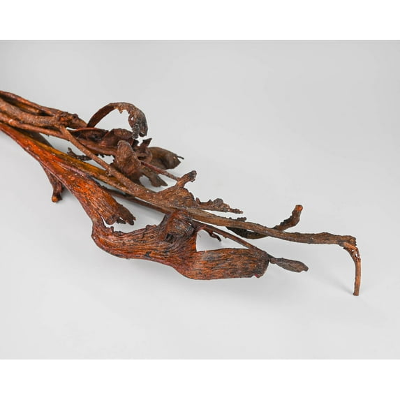 1 Bunch, Dried Natraj Branches - Natrag for Floral Arrangement, Season, Party and Home Decor