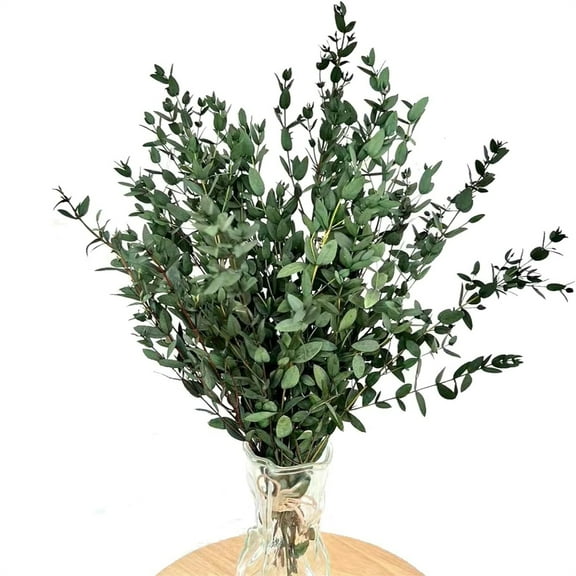 1 Bunch Dried Parvifolia Eucalyptus Stems,Fine leaved Green Eucalyptus Leaves,Preserved Natural Eucalyptus Bundles,for Shower Hanging,Wedding Arrangement,Vase Filler By TGY