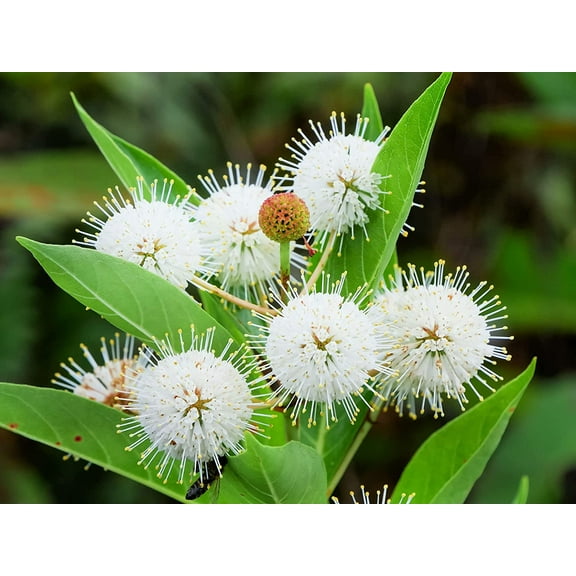 1 Buttonbush Seedling to Plant