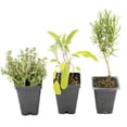 thumbnail image 1 of 1 Chef’s Choice Herb Plant Trio: Live Aromatic Culinary Herbs in 3.5" Cubes | Garden-Ready Tuscan Blue Rosemary, Sage & Thyme Plants with Fresh Savory Flavor for Cooking, Containers & Home Gardens, 1 of 9