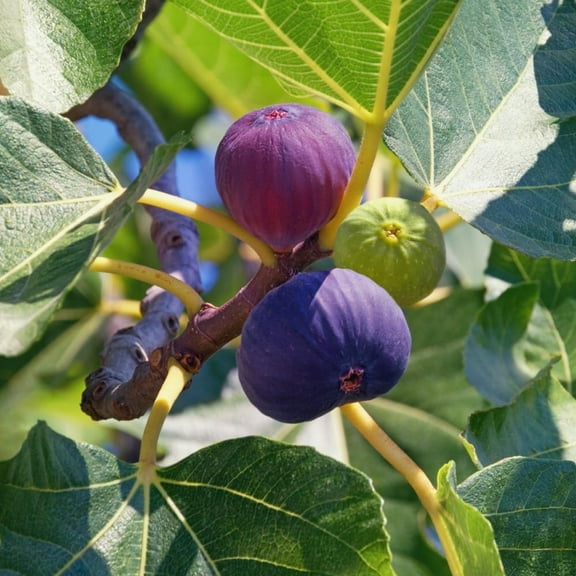 1 Chicago Cold Hardy Fig Seedling for Planting - Grow Delicious Fig Plants