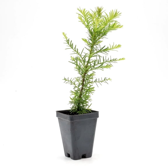 1 Coastal Redwood (Sequoia sempervirens) – Tall Evergreen Conifer Tree with Soft, Dense Needled Foliage | 2.5” Nursery Cubes, Ready-to-Plant Live Starter Plants