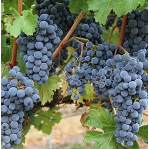 1 Concord Grape Vine, in one trade gallon pot (0.667 gallons of dirt)