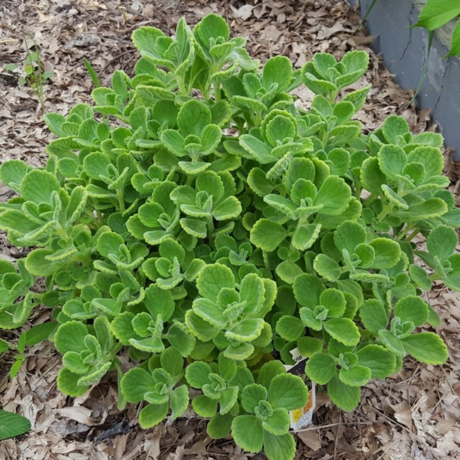 1 Live Cuban Oregano, Mexican Mint Spanish Thyme, Well Rooted Herb ...