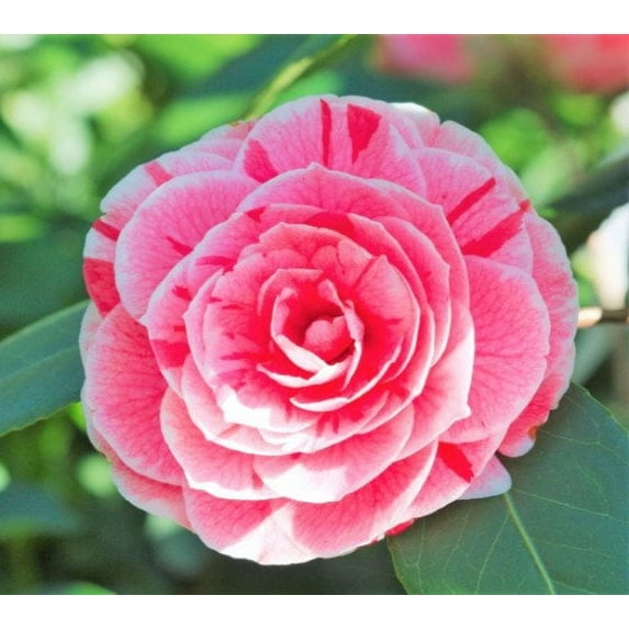 ( 1 ) - Dad's Pink Camellia Japonica - Starter Plant ( 4L ) ( 1 live plant )