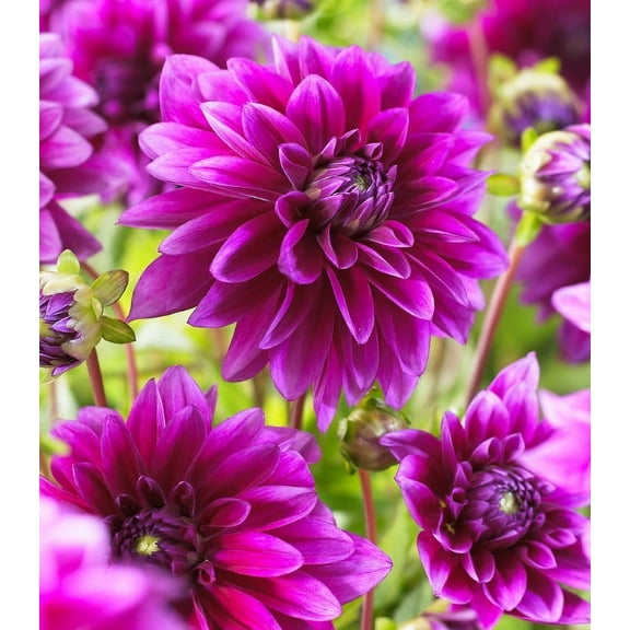 1 Dahlia Le Baron Bulbs for Planting Large Decorative Dahlia Flower Bulbs Tuber, Purple Dahlia Flower