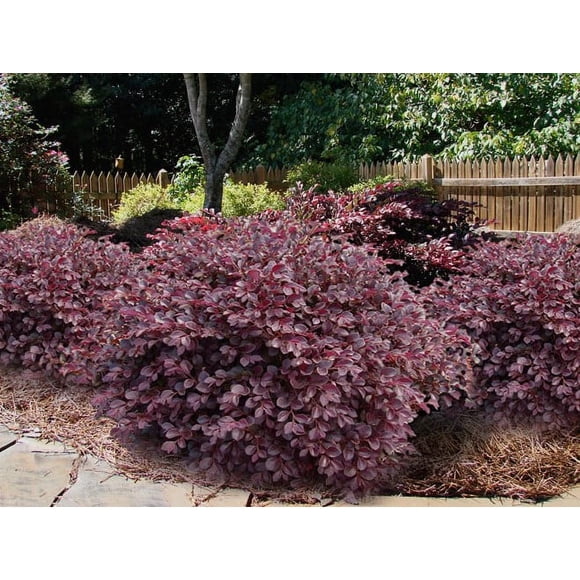 Drawf Rube Loropetalum Zone