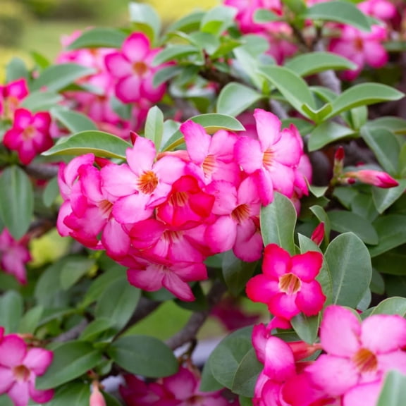 1 Live Desert Rose, Pink Flowering Succulent Tree, Perennial Outdoor Plant