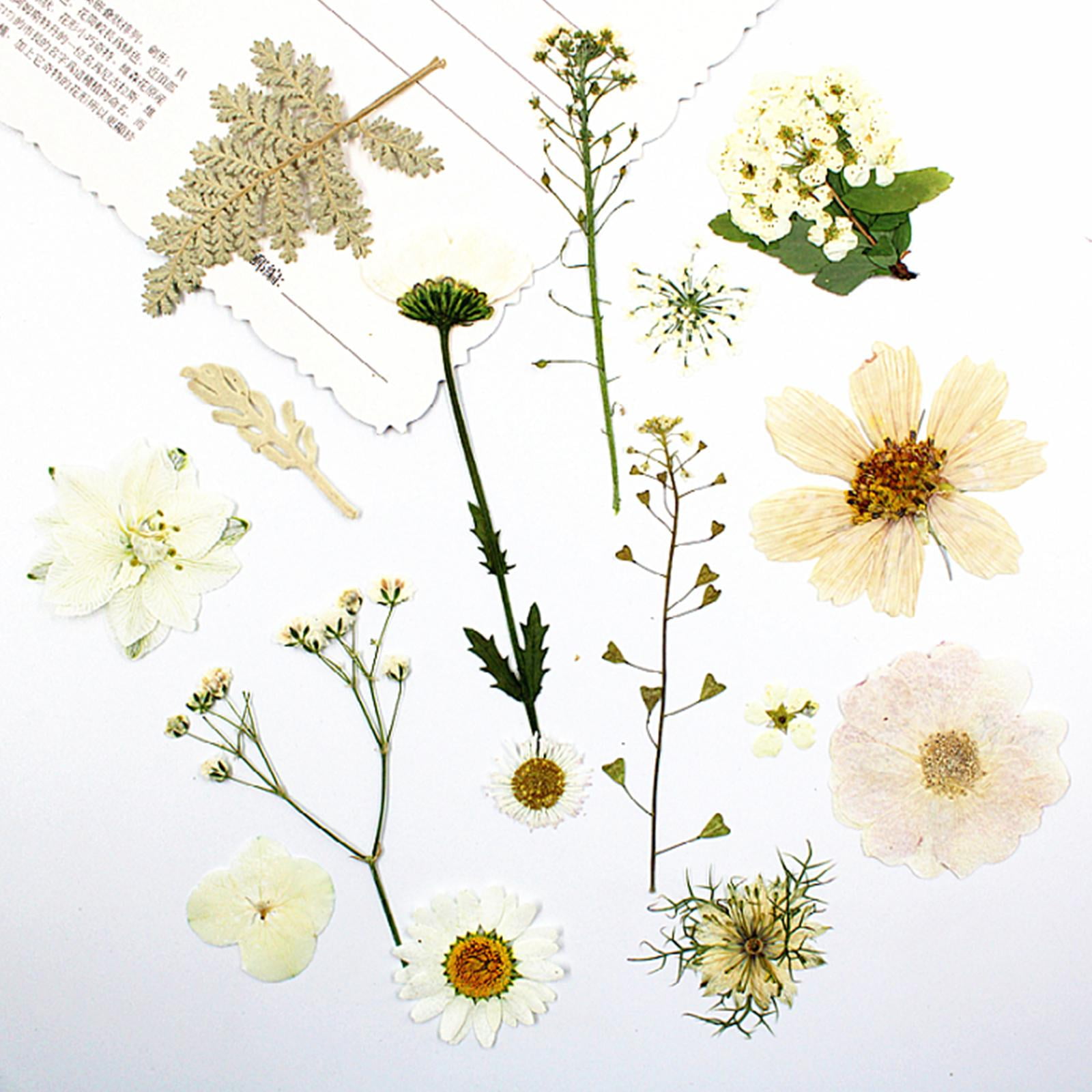 141pcs Real Nature Dried Pressed Flowers for Resin Mold Dry Pressing Floral Set for DIY Jewelry Making Nail Card Scrapbook Art Craft Decors Blossom