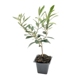 1 Dwarf Fruitless Olive Tree – Compact Evergreen Fruitless, Mess-Free Mediterranean Shrub for Hedges, Borders & Containers – (Olea europaea ‘Little Ollie’) in 2.5″ Cubes, Live Plants