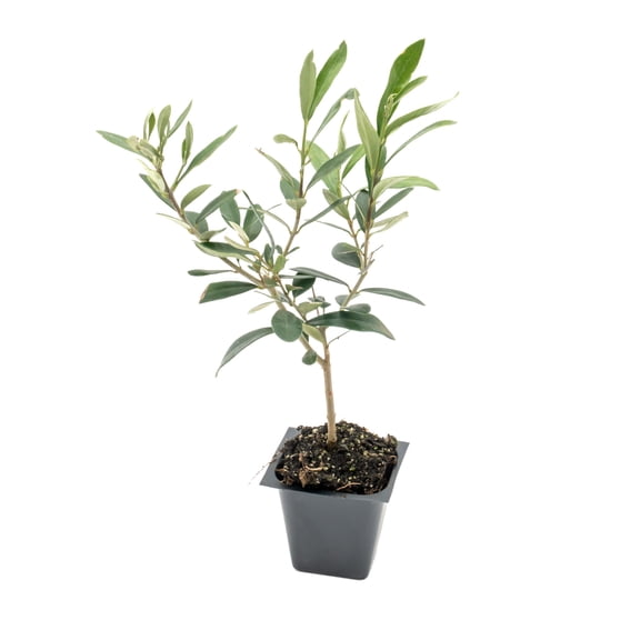 1 Dwarf Fruitless Olive Tree – Compact Evergreen Fruitless, Mess-Free Mediterranean Shrub for Hedges, Borders & Containers – (Olea europaea ‘Little Ollie’) in 2.5″ Cubes, Live Plants