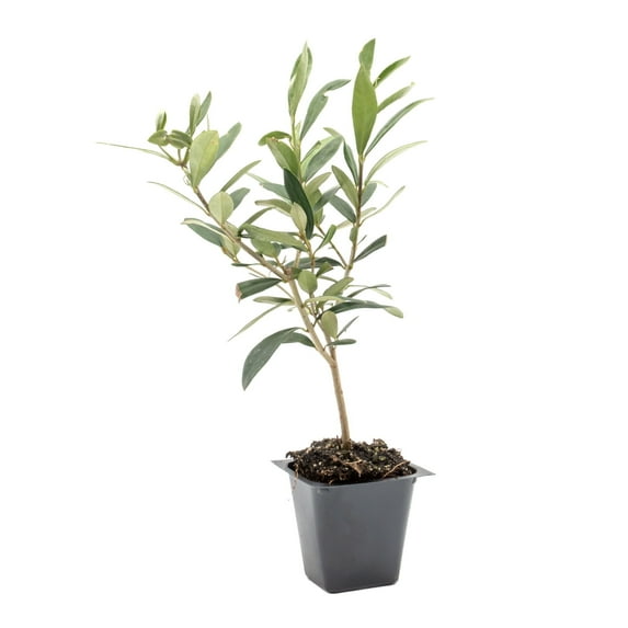 1 Dwarf Fruitless Olive Trees – Live Saplings in 2.5-Inch Nursery Cubes | Olea europaea 'Montra' | Drought-Tolerant Evergreen Shrub for Home and Garden Landscaping
