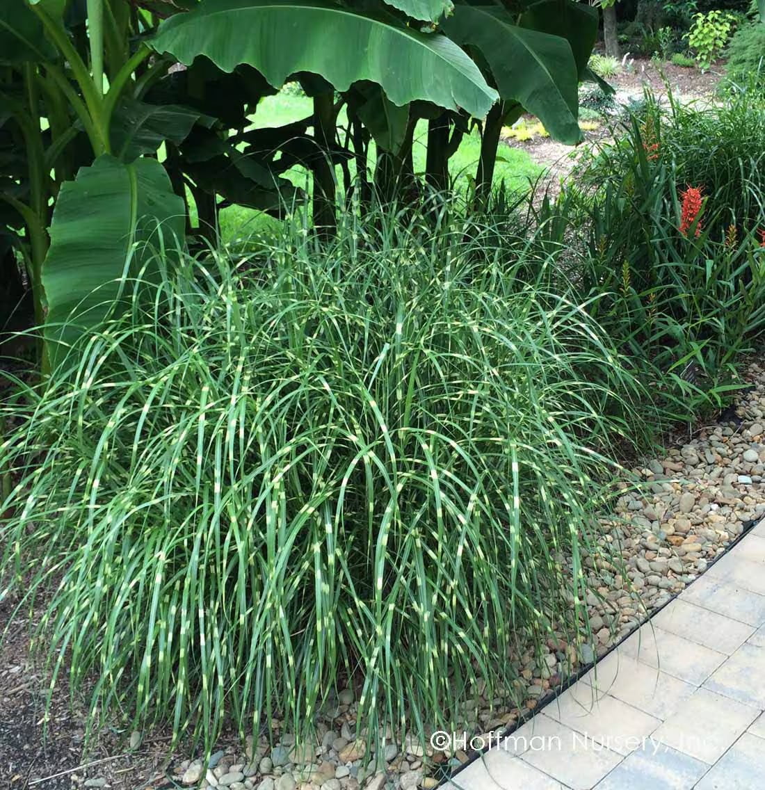 1 Dwarf Zebra Grass, Ornamental Grass Miscanthus sinensis in 3.5 inch container, Great Starter plant!