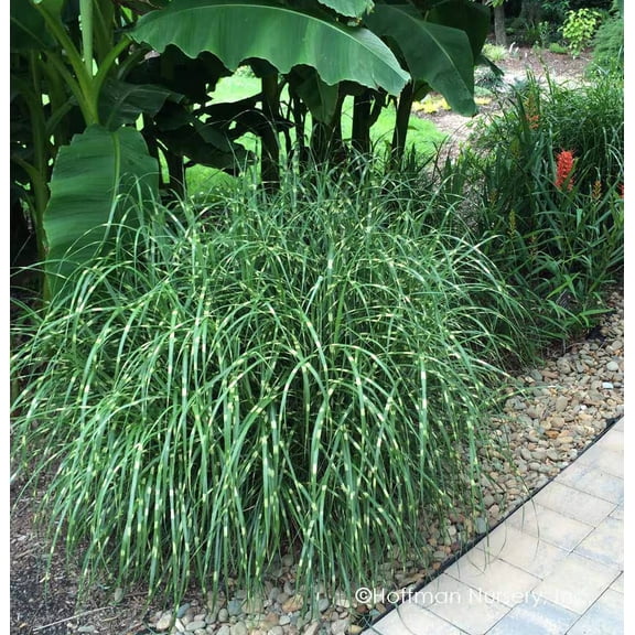 1 Dwarf Zebra Grass, Ornamental Grass Miscanthus sinensis in 3.5 inch container, Great Starter plant!