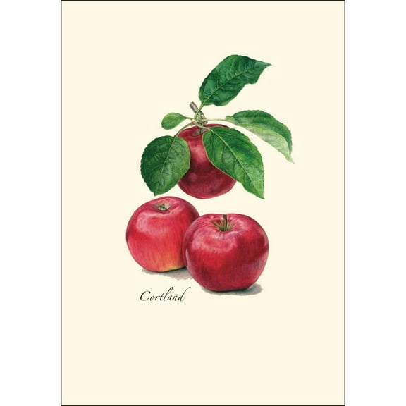 (1 Each Of 4 Styles)Apple Student Animal Poster Birthday Gift Children's Room Poster Bedroom Decor Office Decor Gifts