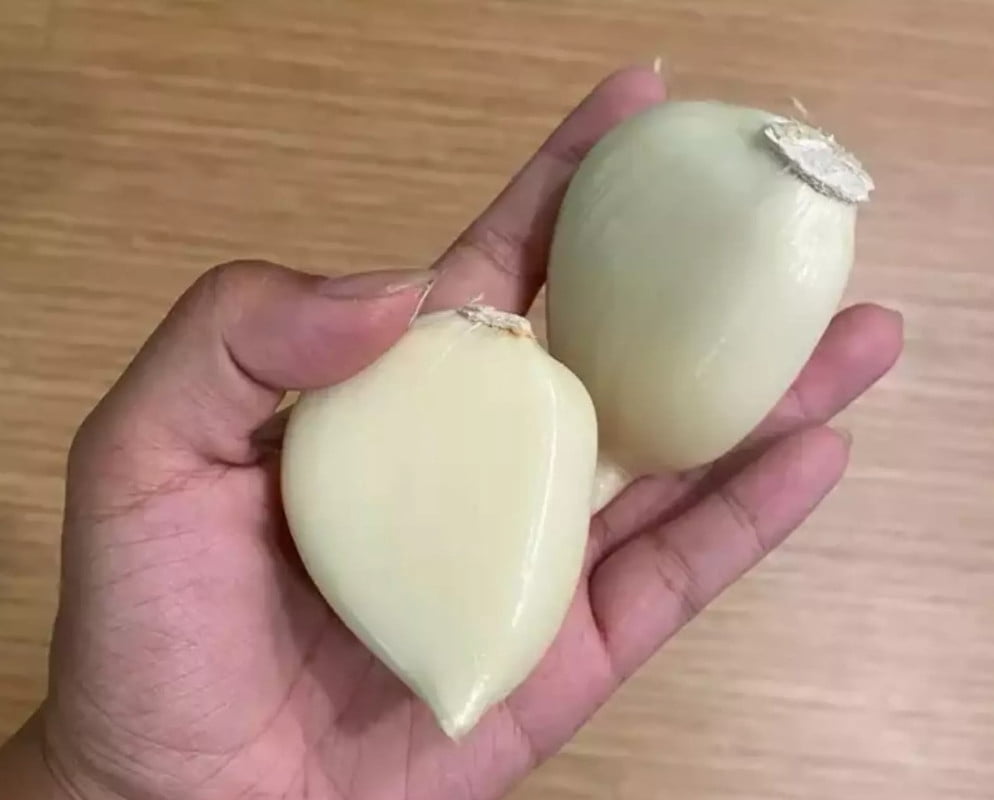 1 Elephant Garlic Huge Clove - Perennial Herb - Vegetable Garden