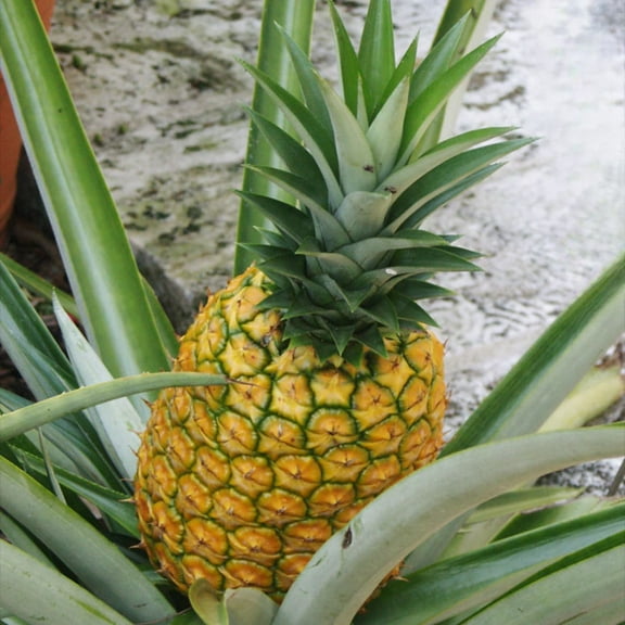 1 Elite Gold Pineapple Live Plant, Pineapple Elite Gold Live Plant Edible Fruit Ananas Comosus Garden Indoor Outdoor