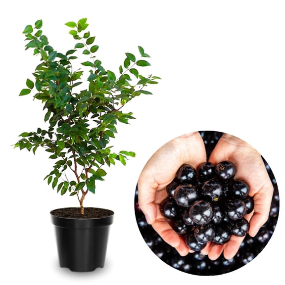 1 Feet Jaboticaba Tree Live Plant, Black Jaboticaba Fruit Tree for Outdoor Garden and Container Growing