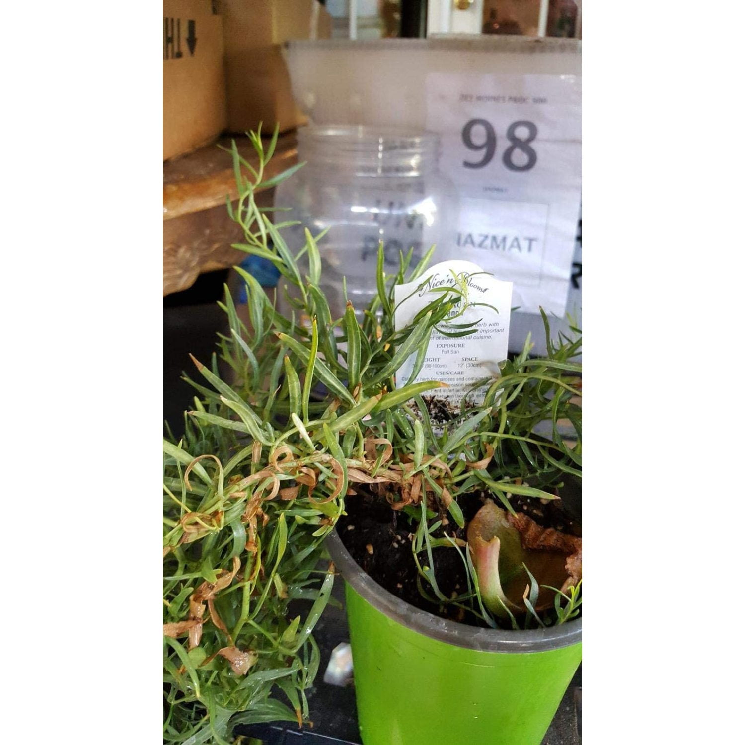 1 French Tarragon Plants Artemisia Dracunculus Live Plant