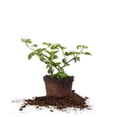 thumbnail image 1 of 1 Gal. Arapaho Blackberry Bush - Juicy Berries - Thornless Canes, 1 of 5
