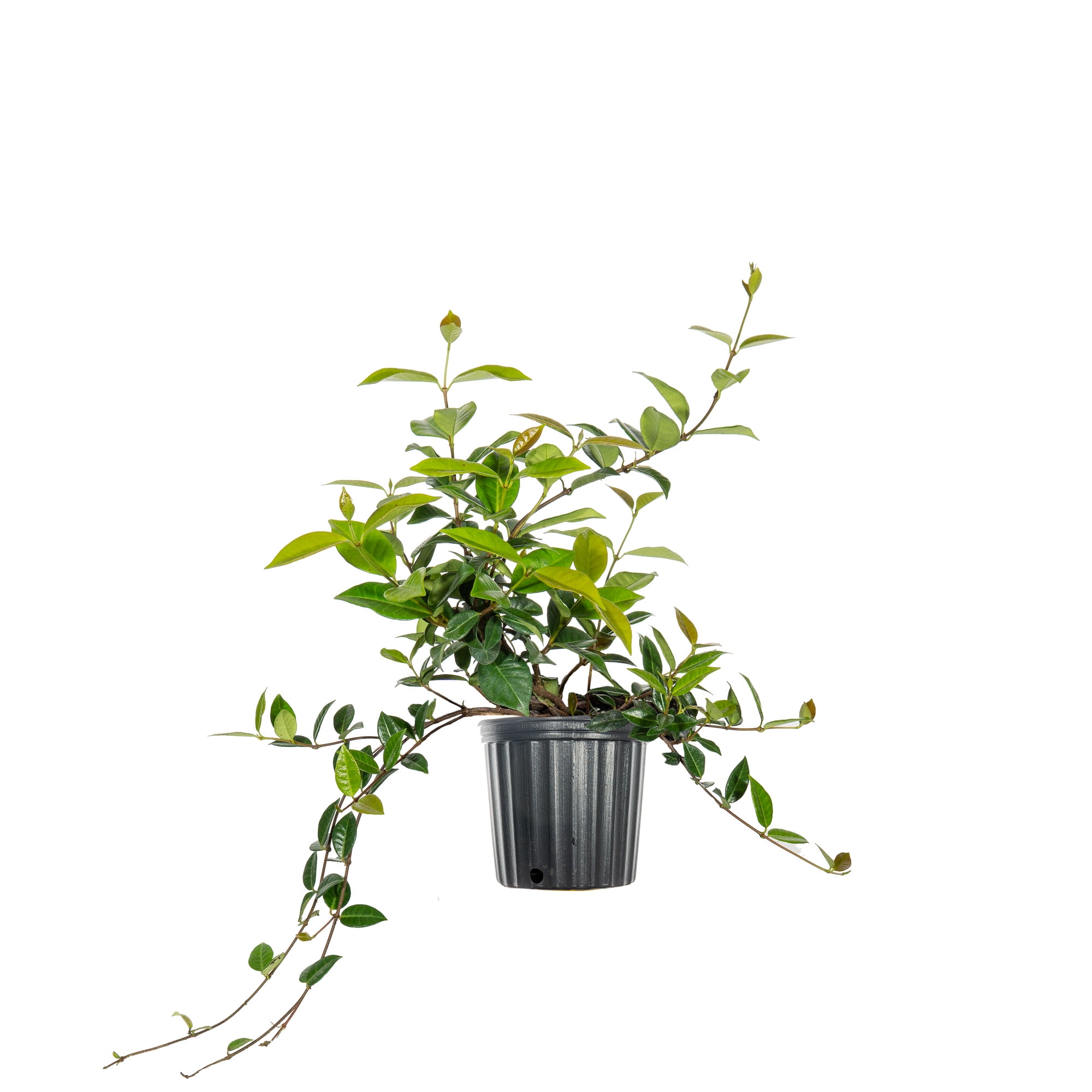 1-Gal-Asiatic-Jasmine-Shrub-