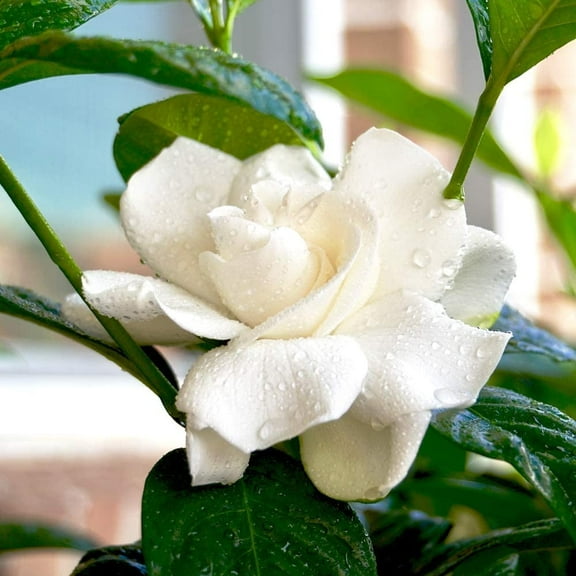 1 Gal. August Beauty - Large Fragrant Blooms - Fragrant
