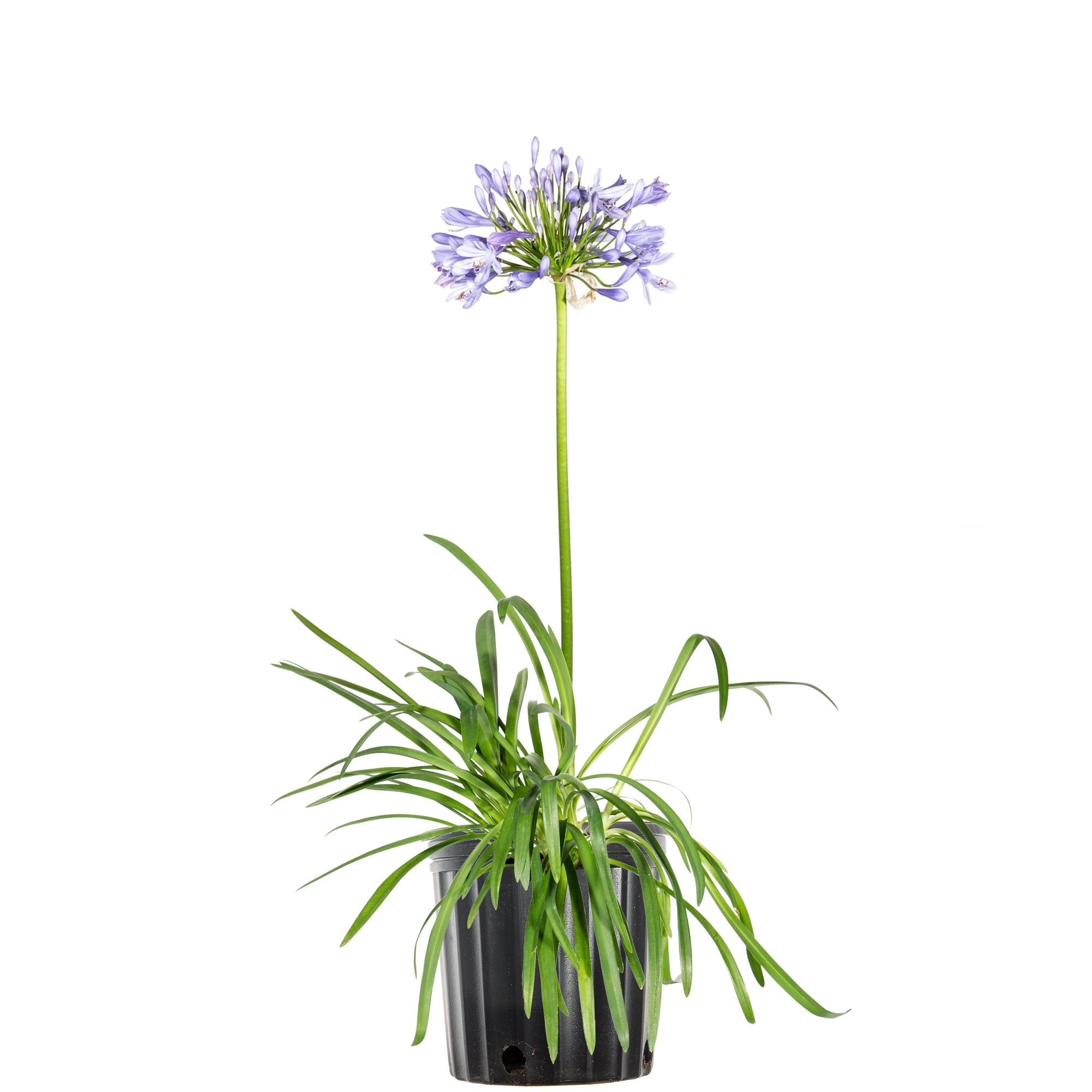 1 Gal. Blue Agapanthus - Lily of the Nile - Evergreen