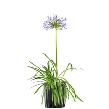 1 Gal. Blue Agapanthus - Lily of the Nile - Evergreen