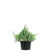 1 Gal. Blue Pacific Juniper Shrub - Drought Tolerant - Deer Resistant