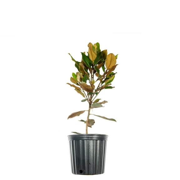 1 Gal. Bracken's Brown Beauty Magnolia - Fragrant Southern Magnolia - Cold Hardy