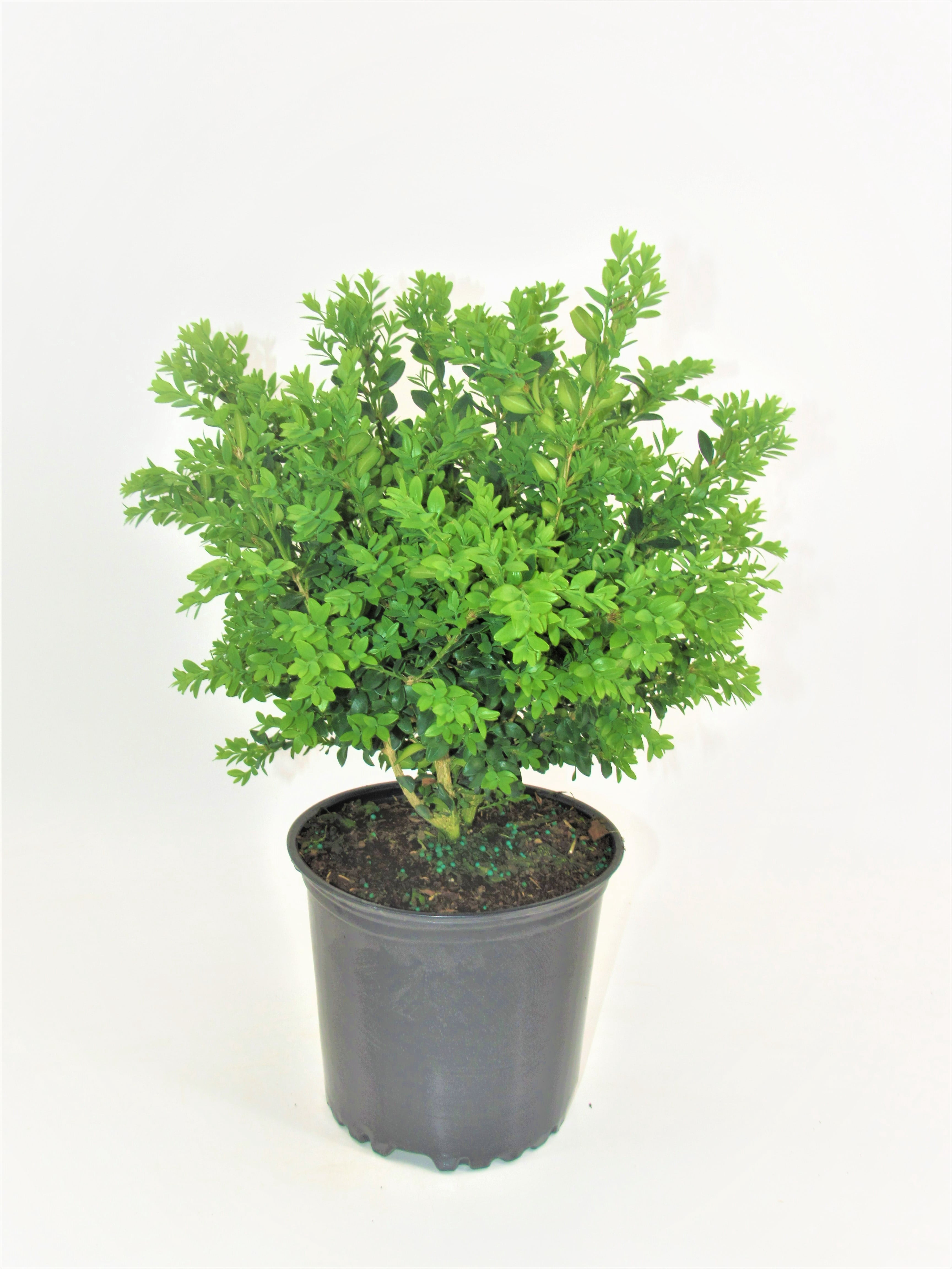 Green Velvet Boxwood Evergreen Live Shrub in 1-Gallon Grower Pot