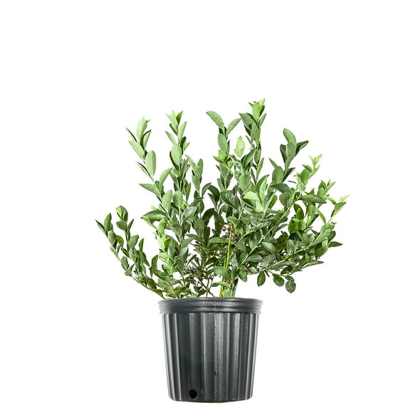 1 Gal. Climax Blueberry - Heavy Producer of Sweet Berries - Fall Color