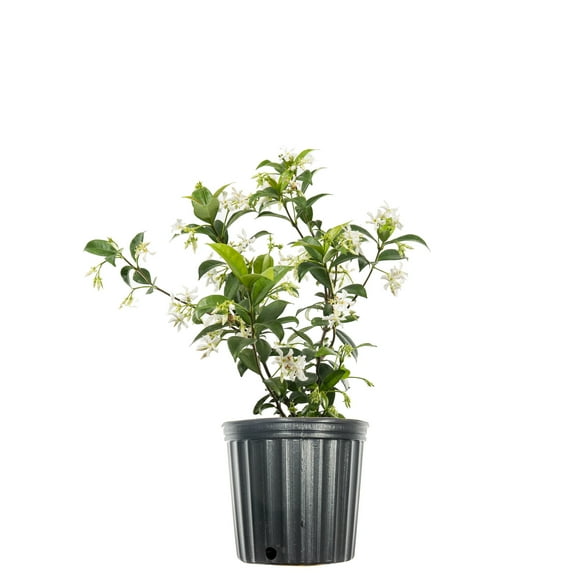 1 Gal. Confederate Jasmine - Fragrant Blooms - Beautiful Vining Trellis Plant
