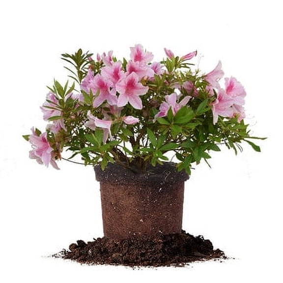 1 Gal. George Tabor Azalea Shrub - Attracts Butterflies - Showy Flowers