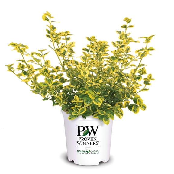 Proven Winners ColorChoice 6" Multicolor Gold Splash Wintercreeper Live Plant in 7.5" Pot