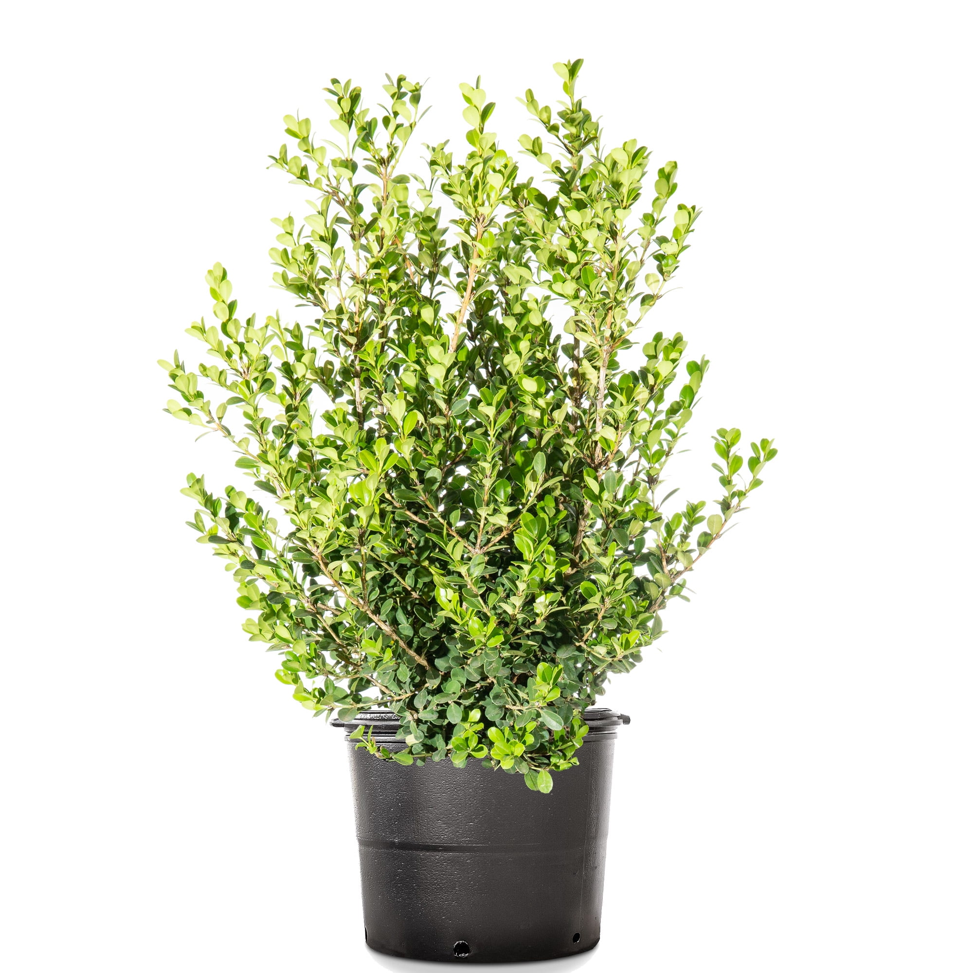 ◆あご当てCozina型 HillClamp BoxWood 4/4 Amazon.com : Japanese Boxwood | 3 Live 4 Inch Pots | Buxus