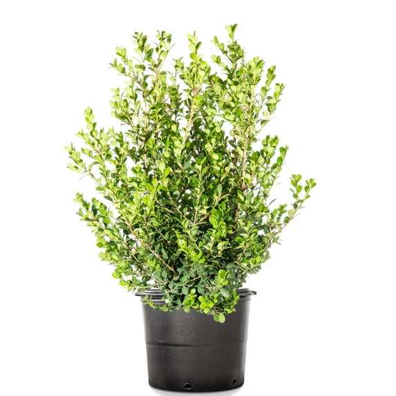 1 Gal. Japanese Boxwood - Hardy Evergreen Hedge Plant
