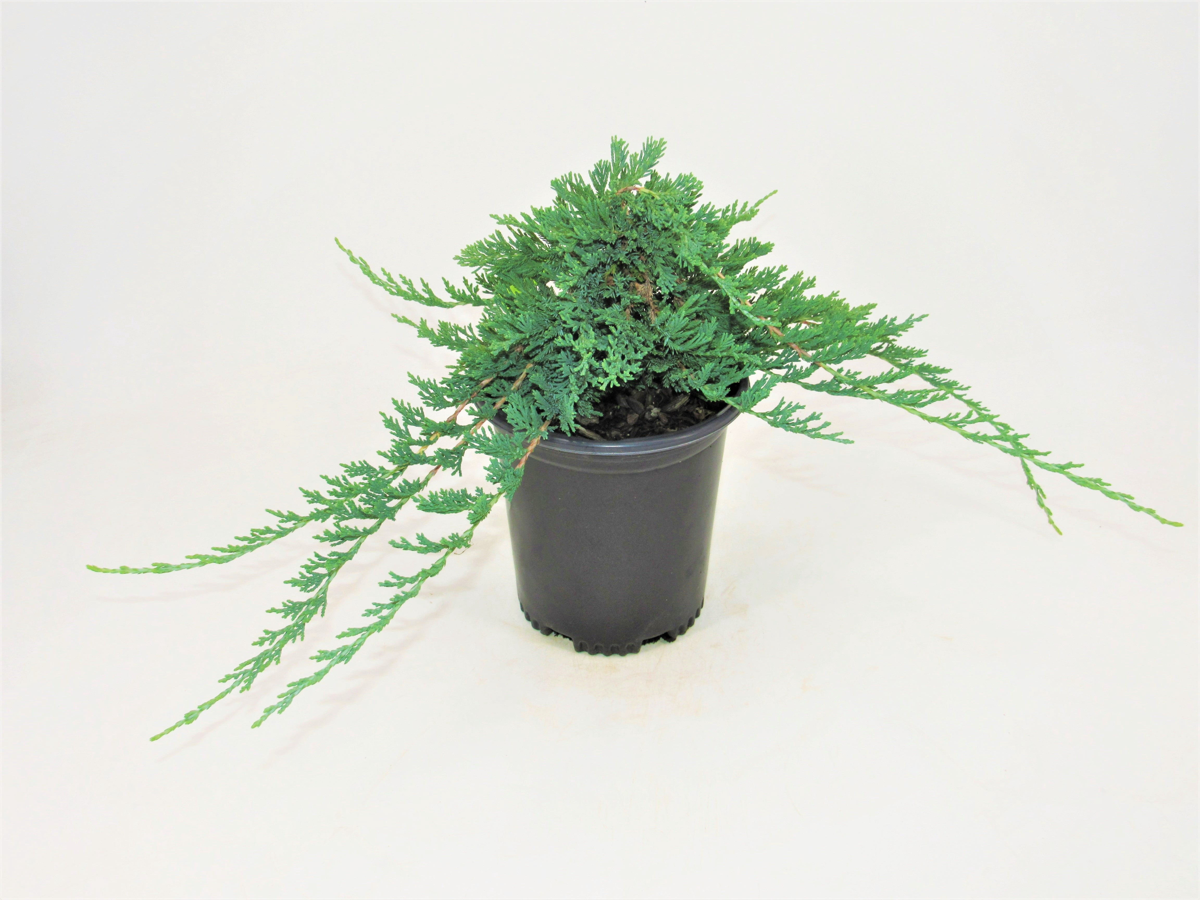 Blue Rug Juniper Creeping Evergreen Live Shrub in 1-Gallon Grower Pot