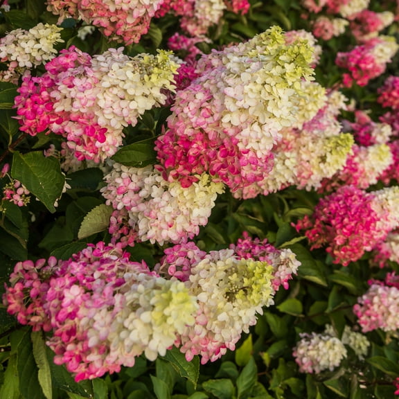 National Plant Network 1 Gal Live Shrub Hydrangea 'Berry White'