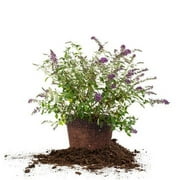 1 Gal. Nanho Blue Butterfly Bush - Bright Lilac Flowers - Drought Tolerant