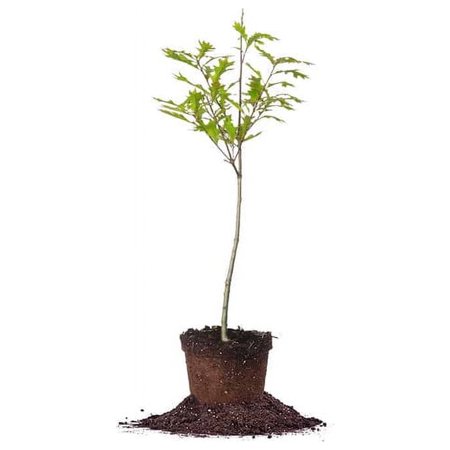 1 Gal. Nuttal Oak Tree - Gorgeous Fall Foliage - Wildlife Attractor
