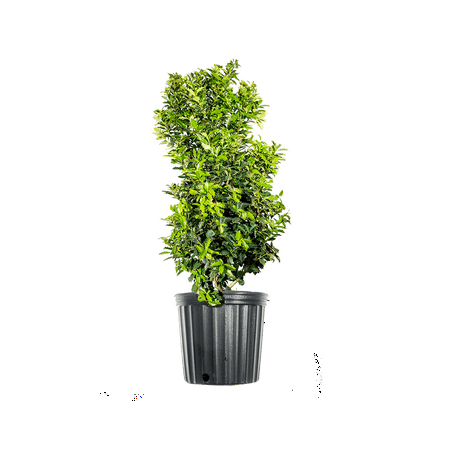 1 Gal. Oak Leaf Holly - Fast Growing Privacy Hedge